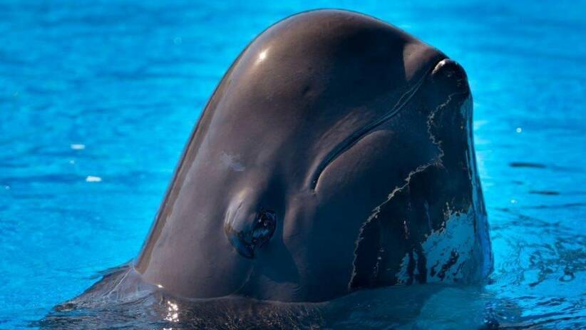 Muere Fredi, una de las ballenas piloto del parque SeaWorld de Orlando